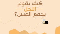 كيف ينتج النحل العسل من الرحيق؟